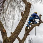 emergency tree removal after snowstorm