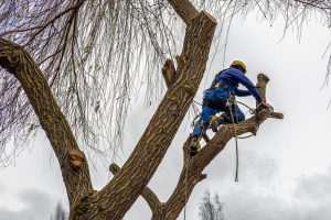 emergency tree removal after snowstorm
