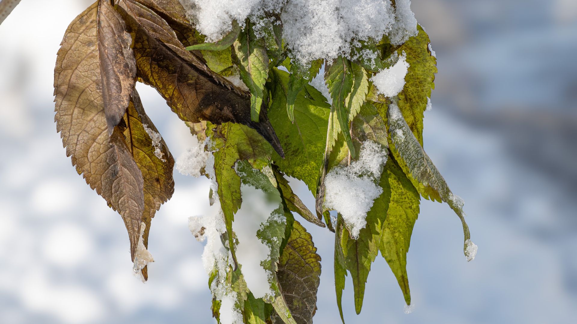 Peak Tree Service - best tree service in Colorado Springs