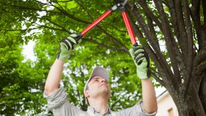 Peak Tree Co - professional tree trimming in Colorado Springs