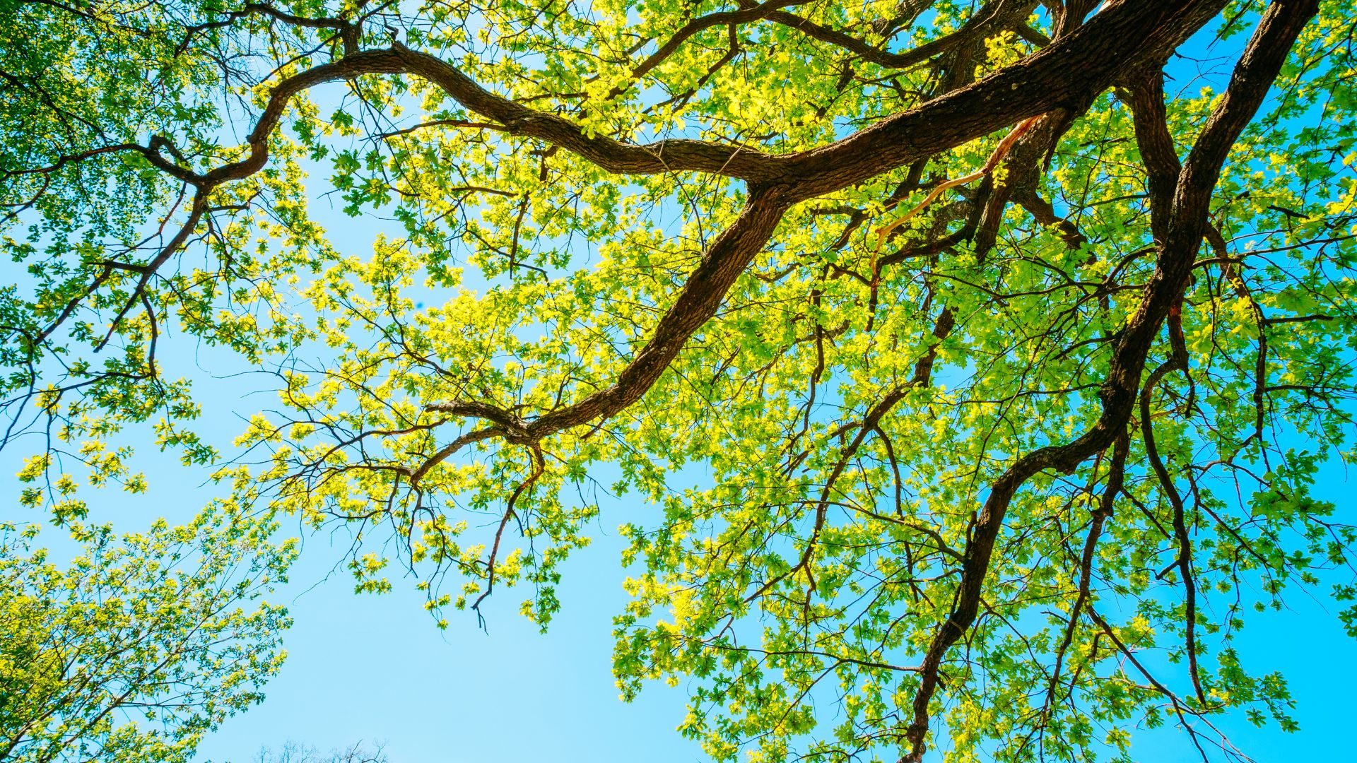 Peak Tree Co - professional tree trimming in Colorado Springs