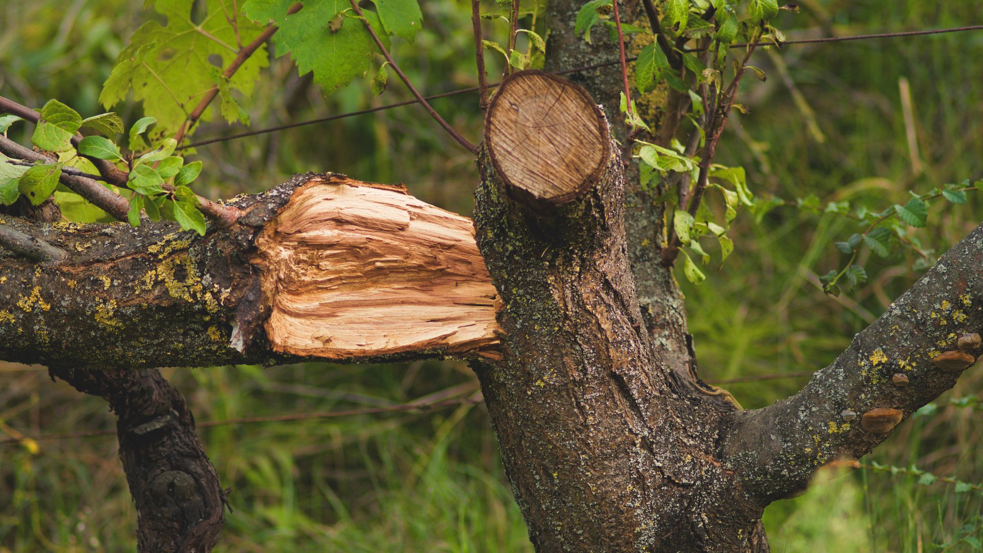 Peak Tree Co - professional tree trimming in Colorado Springs