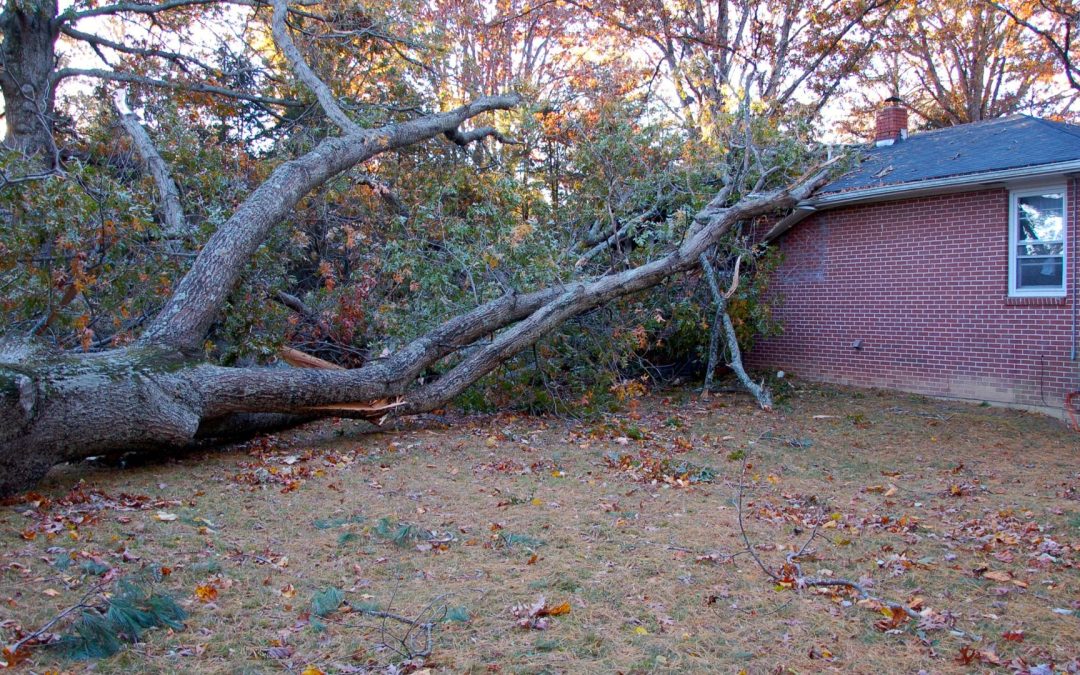 The Hidden Costs of Delaying Tree Removal in Colorado Springs