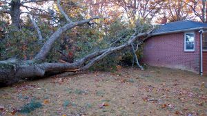 Peak Tree - delaying tree removal in colorado springs