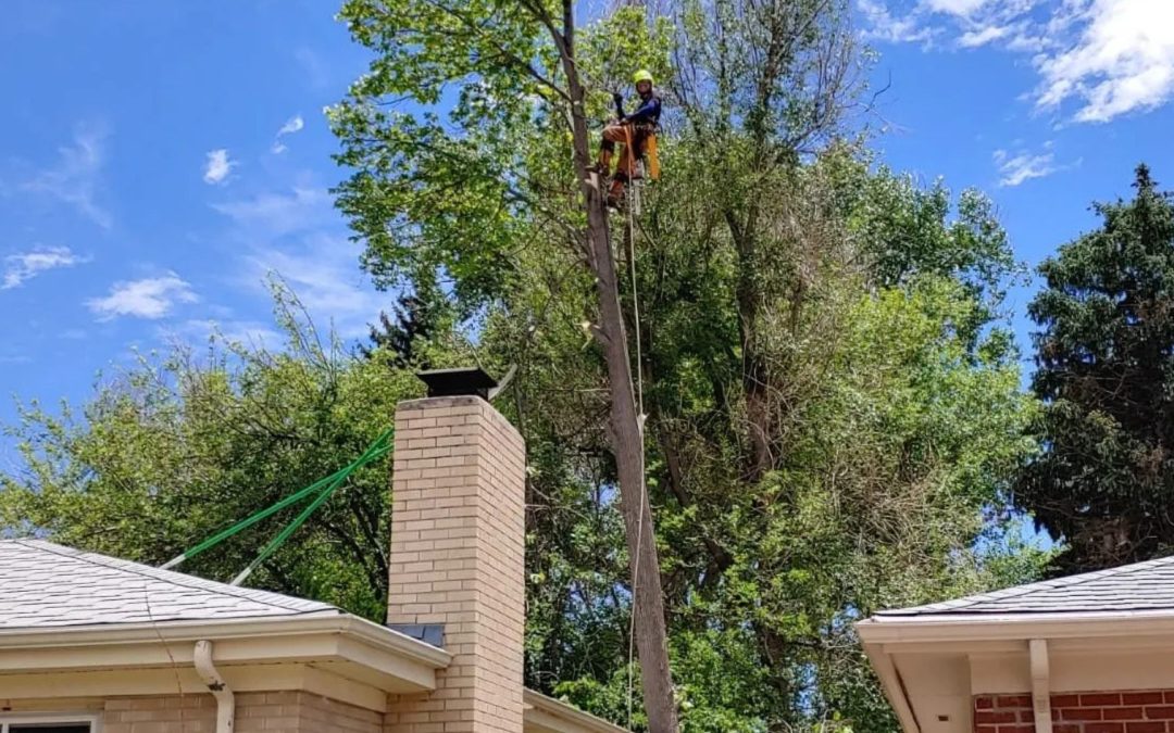 Secrets to Safe Tree Cutting in Colorado Springs