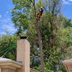 Peak Tree Service - Safe Tree Cutting in Colorado Springs