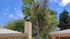 Peak Tree Service - Safe Tree Cutting in Colorado Springs