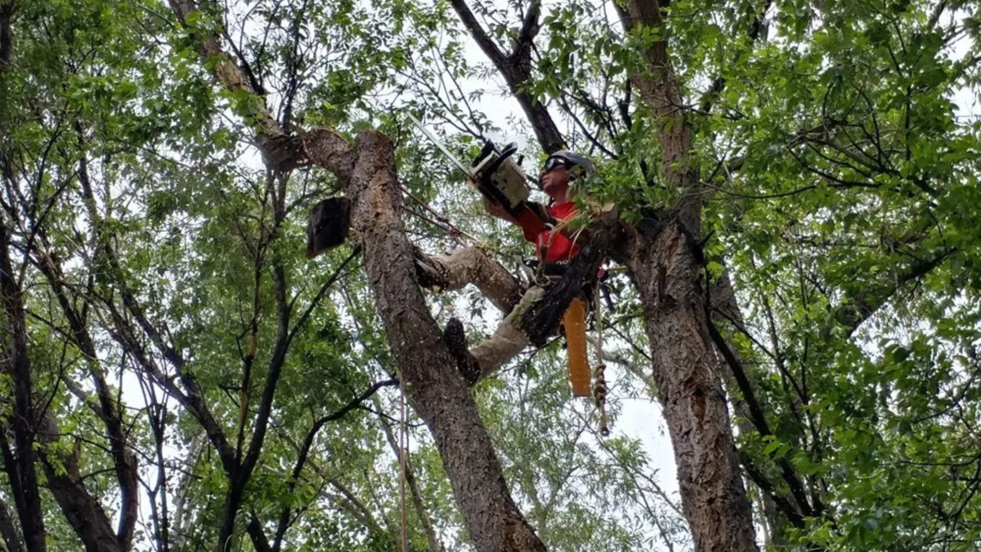 Peak Tree Service - Safe Tree Cutting in Colorado Springs
