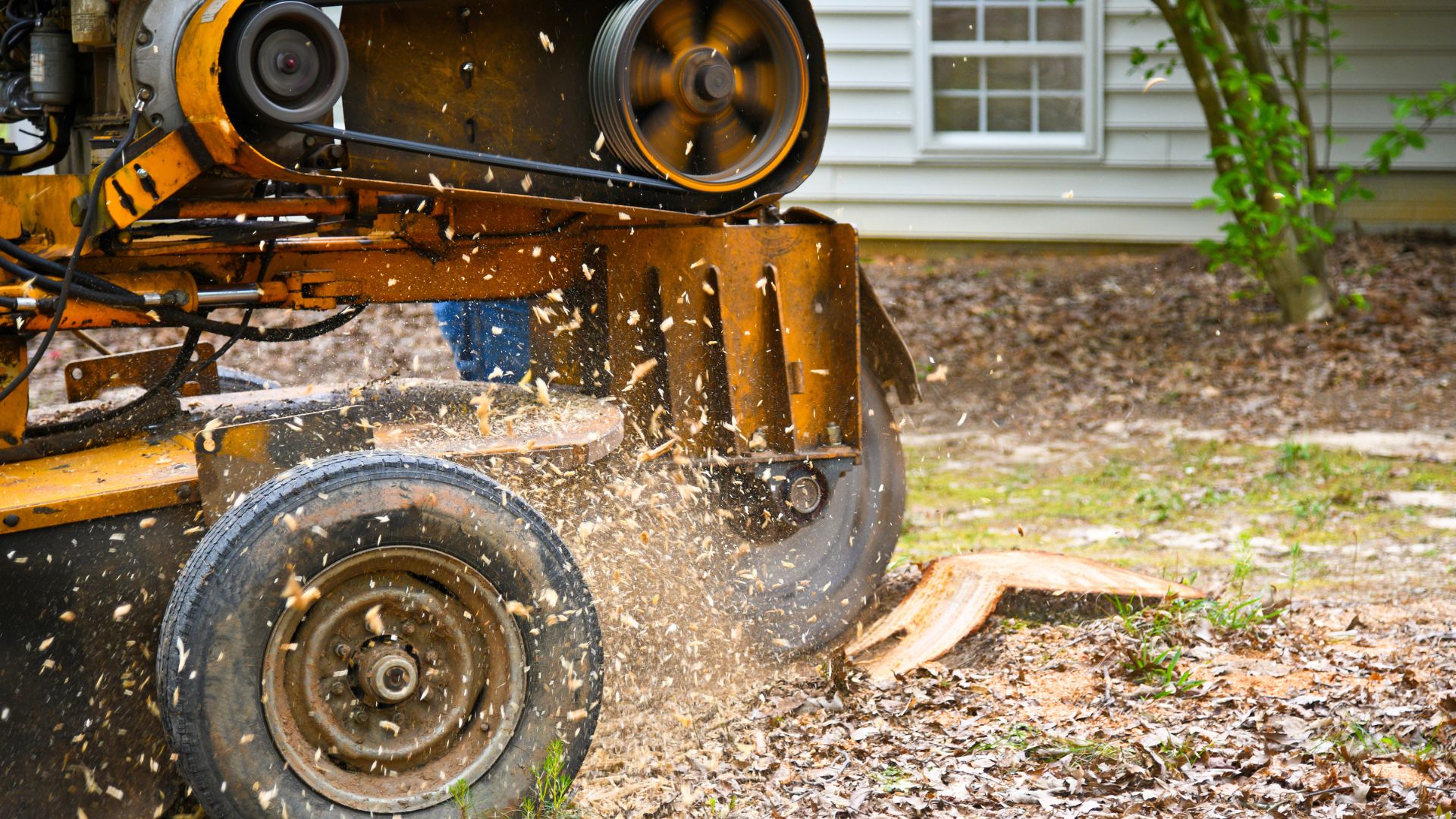 dangers of DIY stump removal