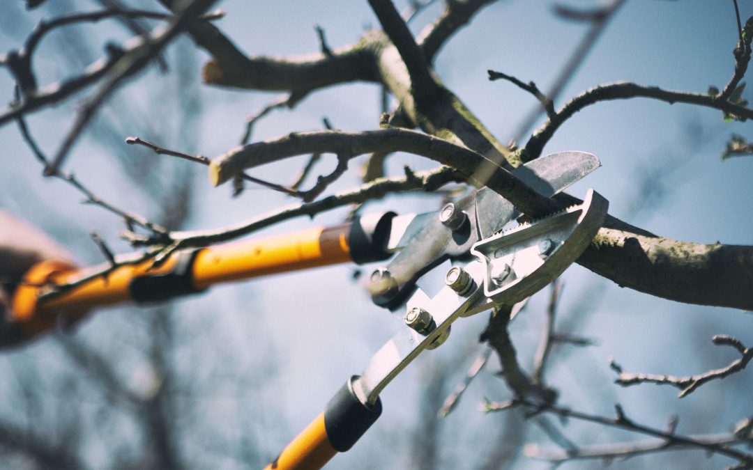 The Perfect Timing: Fall Tree Pruning for Colorado Springs Homes