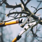 fall tree pruning