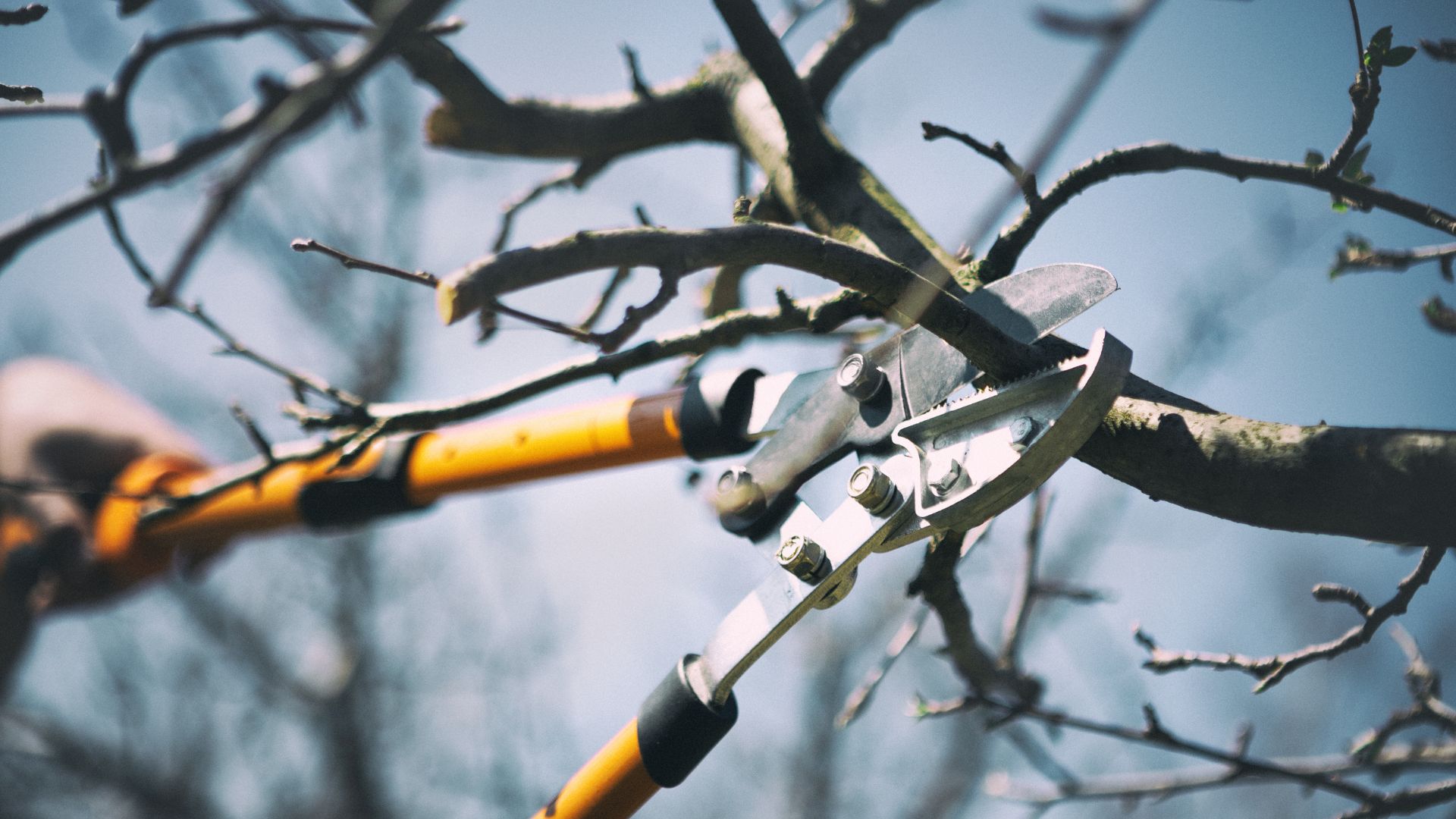 fall tree pruning