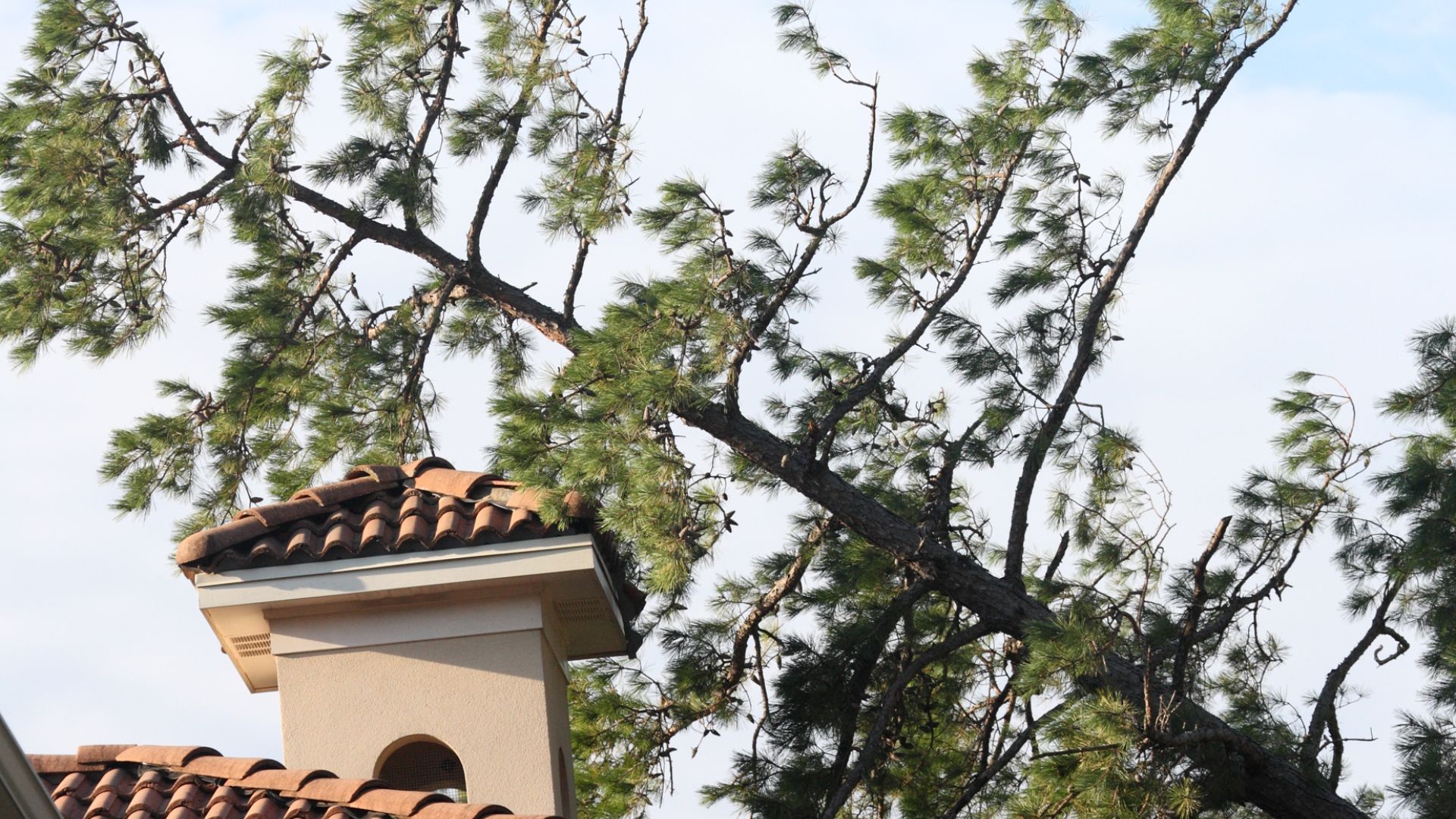 fall tree pruning