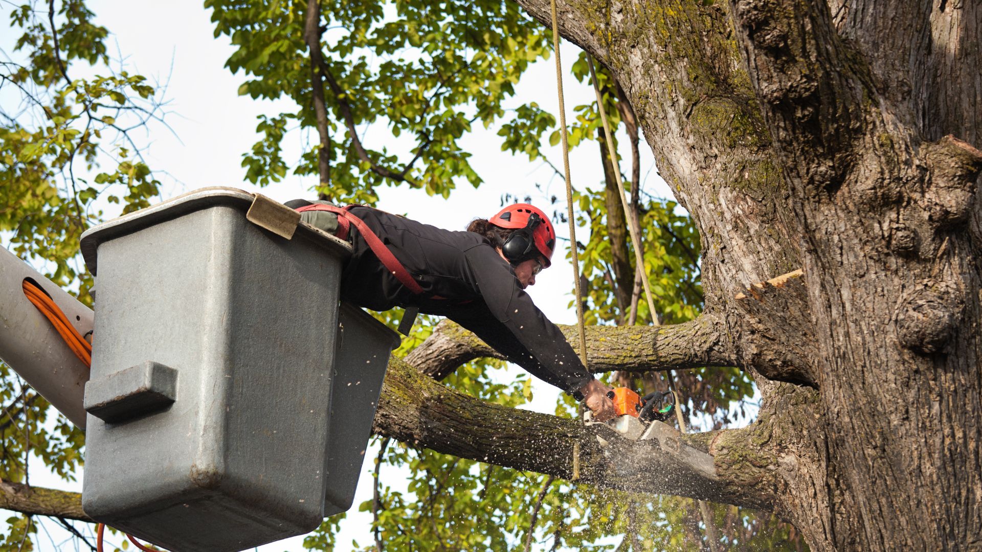 fall tree pruning