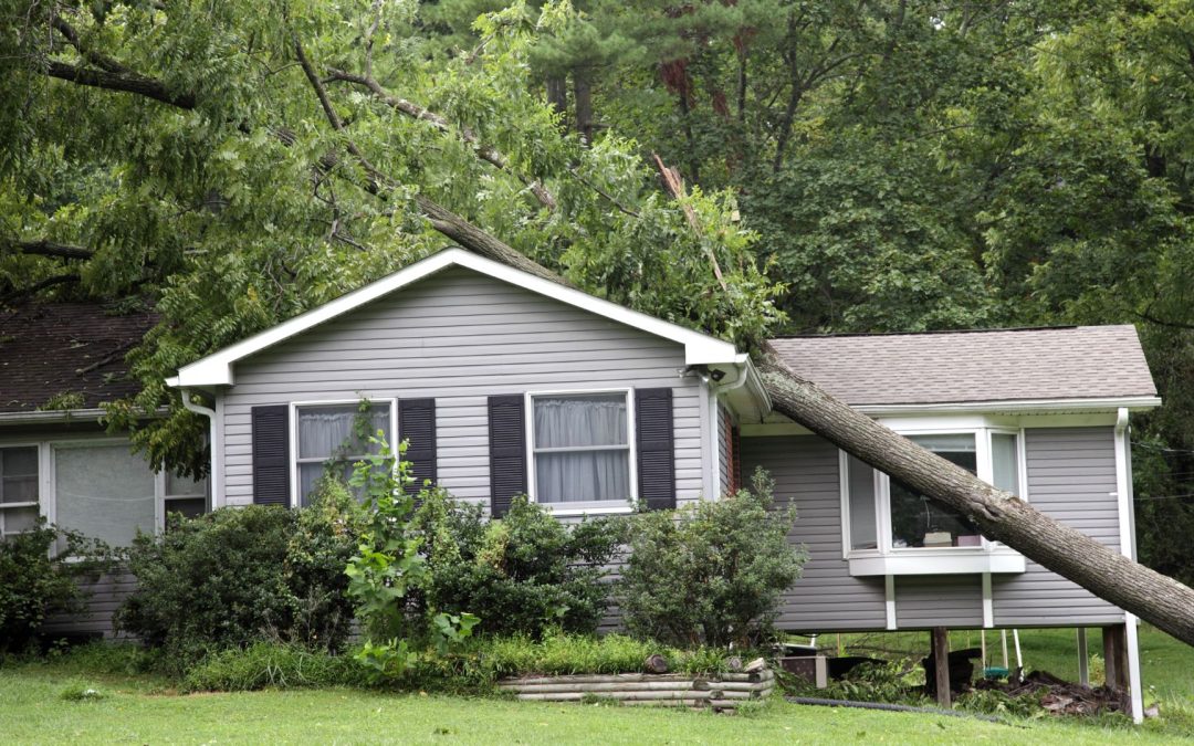 Fallen Tree on Your Property? Here’s What To Do Right Now