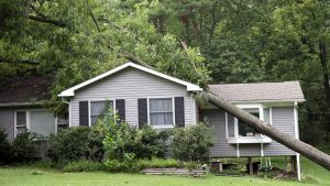 fallen tree on your property