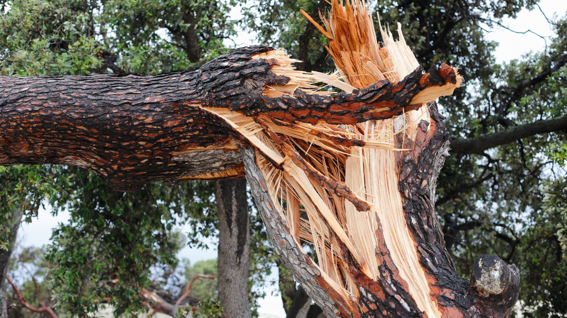 fallen tree on your property