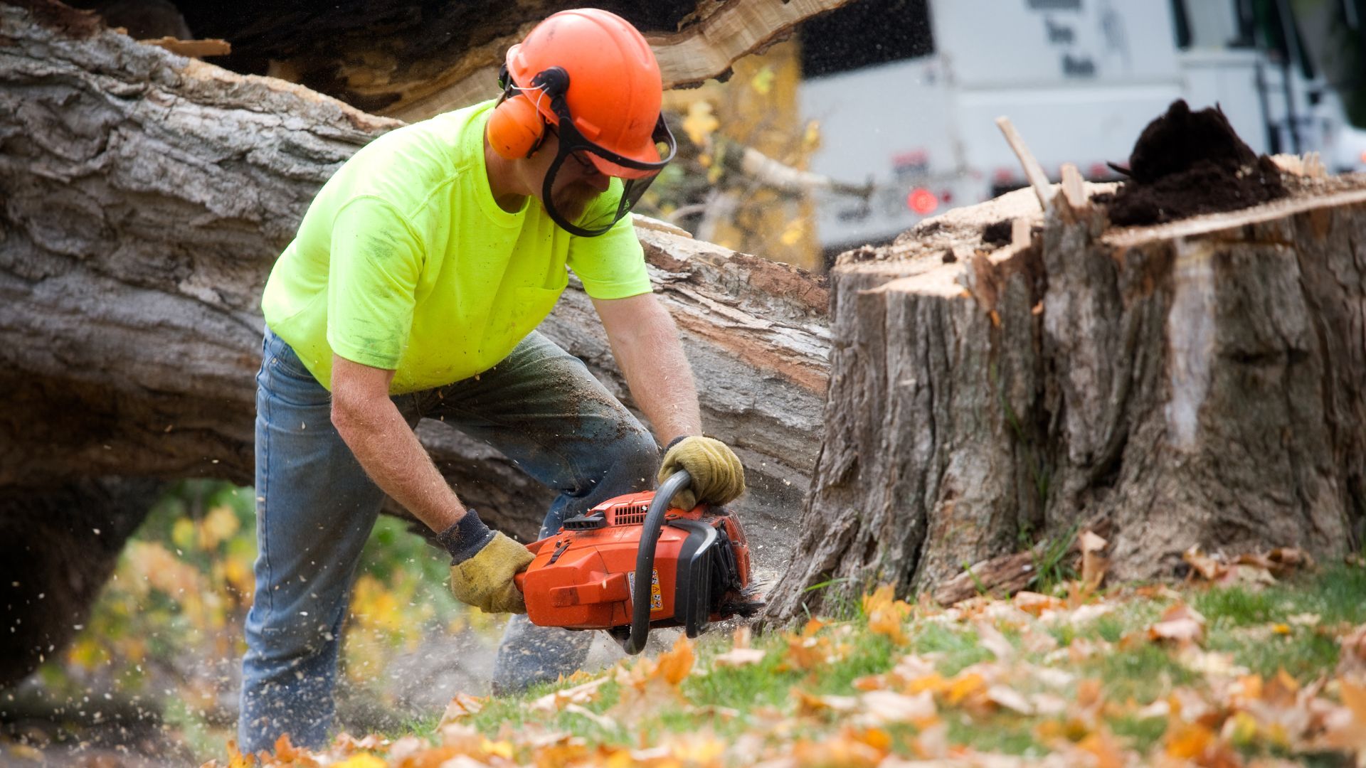 fallen tree on your property