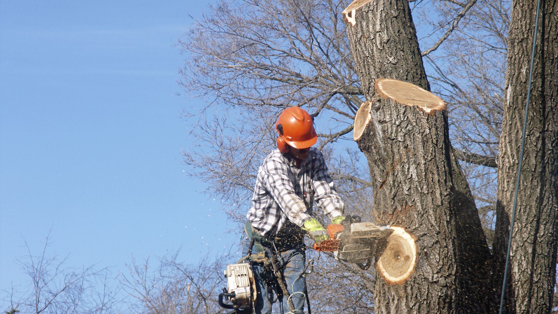 tree trimming vs tree topping