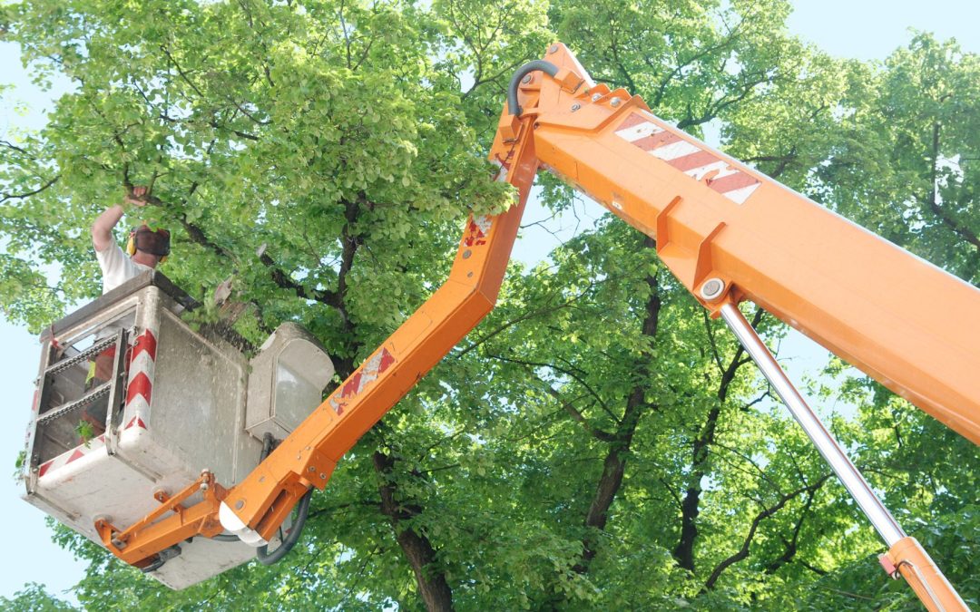 Tree Trimming vs. Tree Topping: What Colorado Springs Homeowners Need to Know