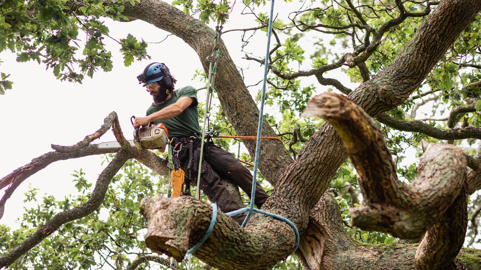 tree trimming vs tree topping