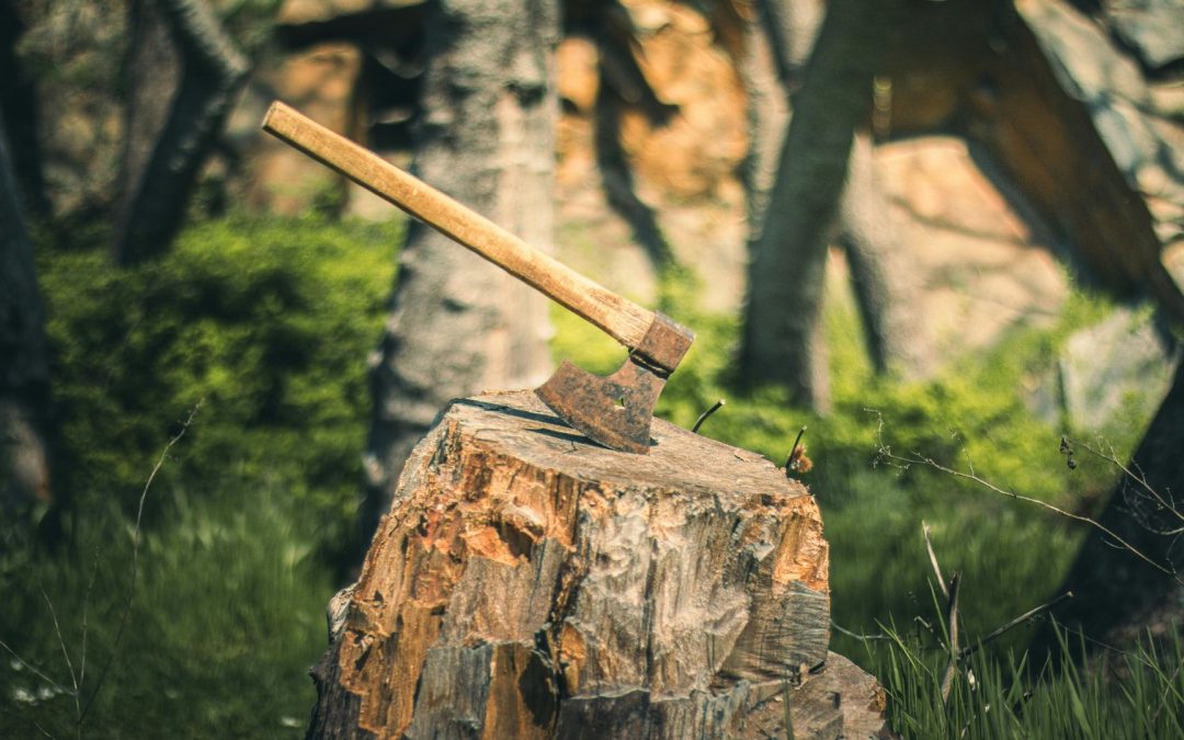 The Hidden Dangers of DIY Stump Removal: Why Colorado Springs Homeowners Should Think Twice