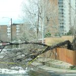 when to call for emergency tree removal