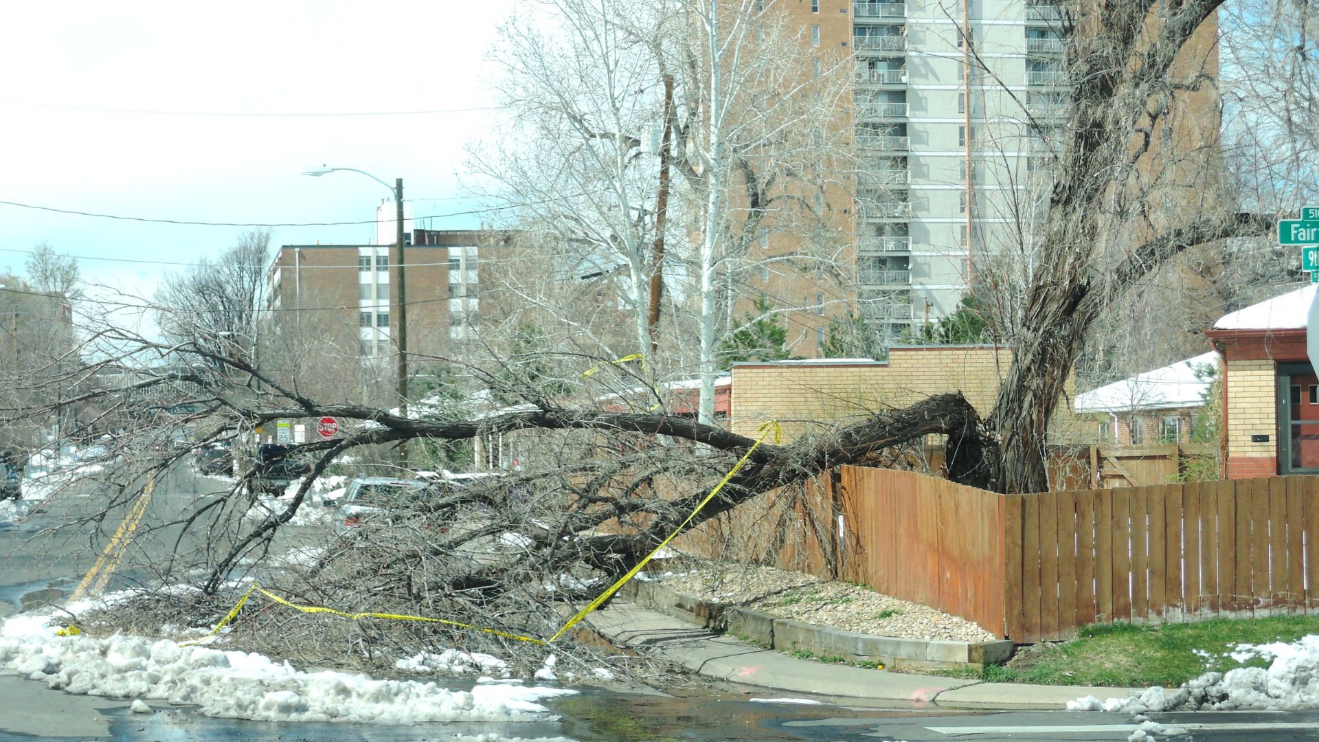 when to call for emergency tree removal