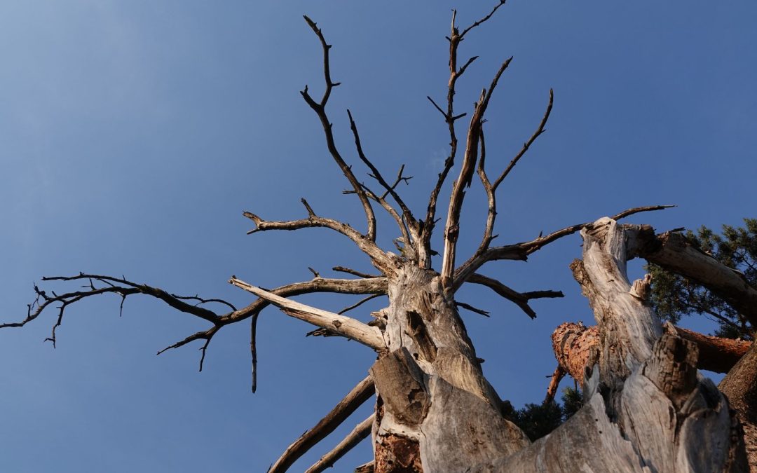 Dead Tree Removal in Colorado Springs: Why Immediate Action Protects Your Home