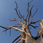 dead tree removal