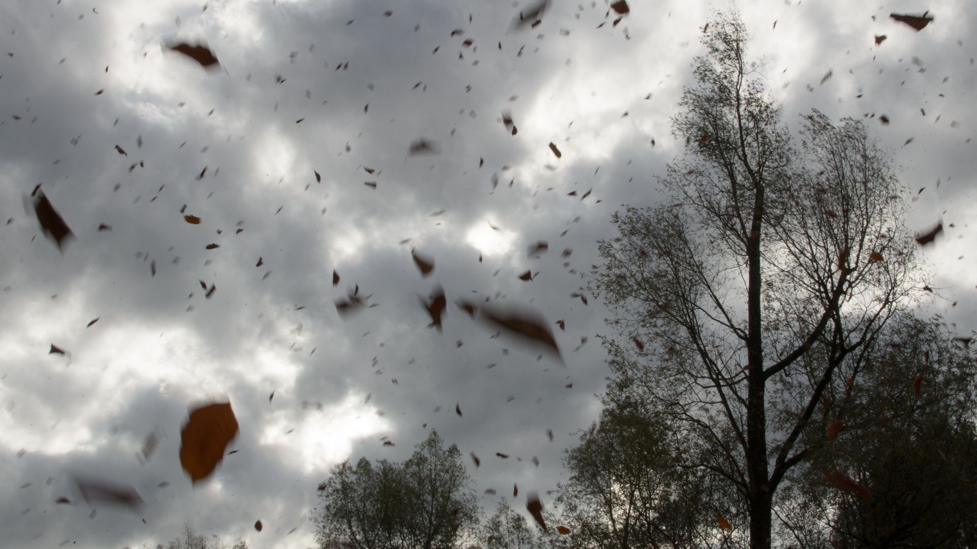 when to call for emergency tree removal