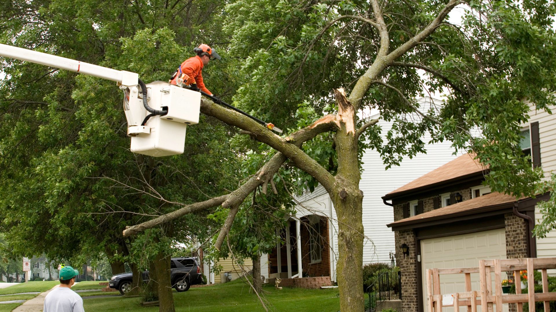 when to call for emergency tree removal