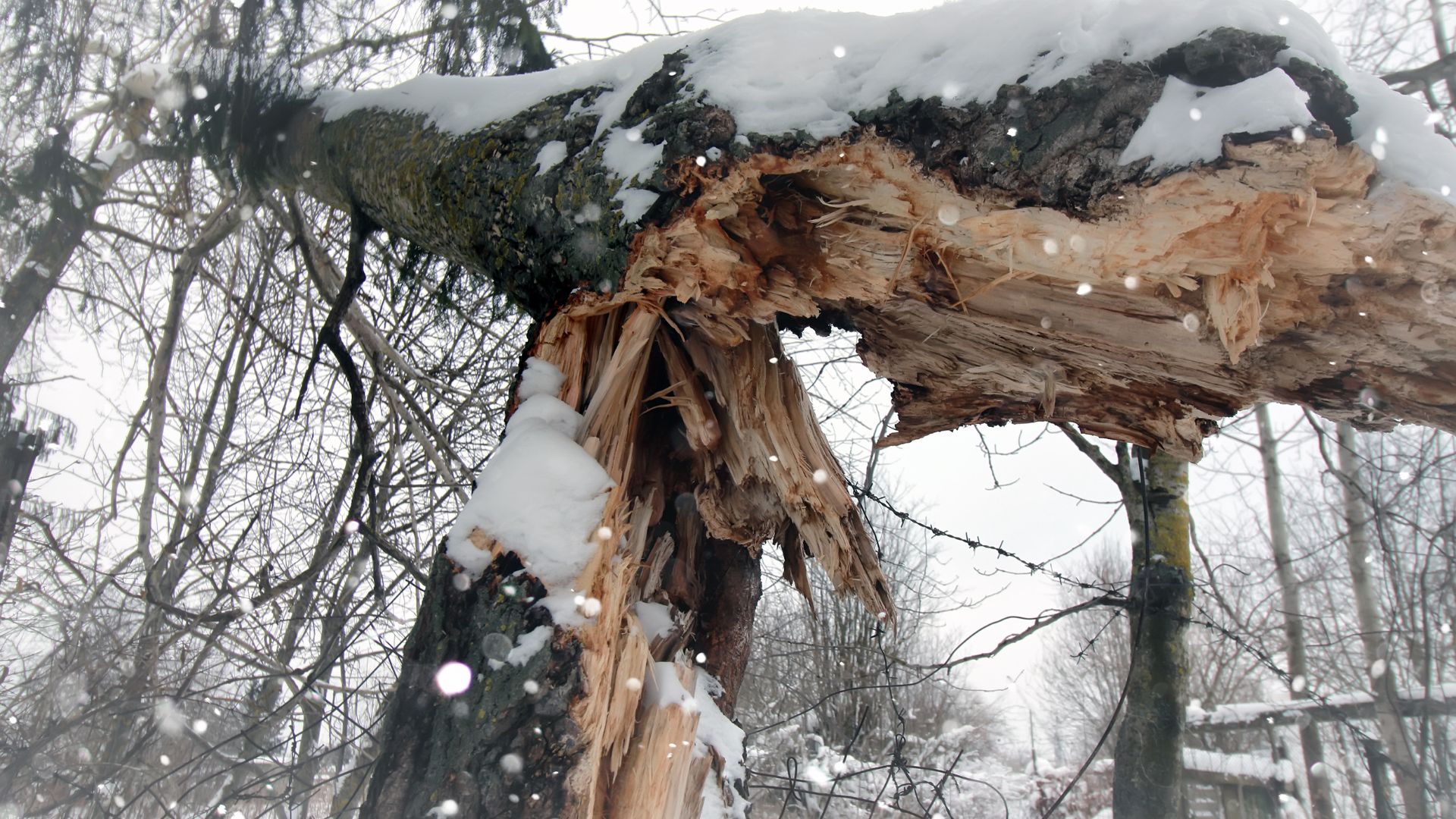 Peak Tree Co - emergency tree removal after snowstorm in colorado springs