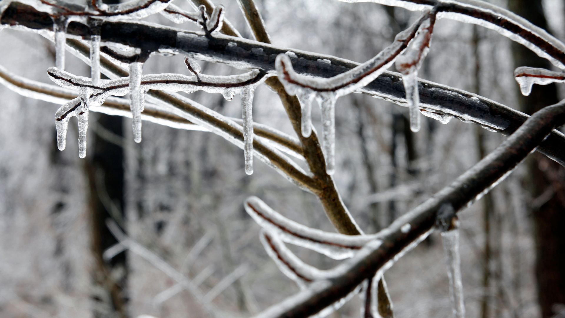 ice storm tree protection