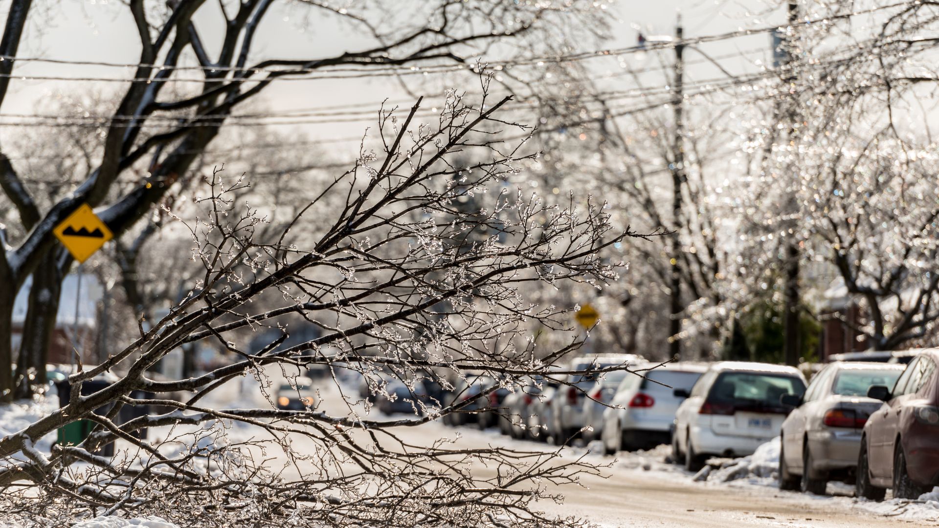 ice storm tree protection