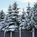 tree health inspection in Colorado Springs