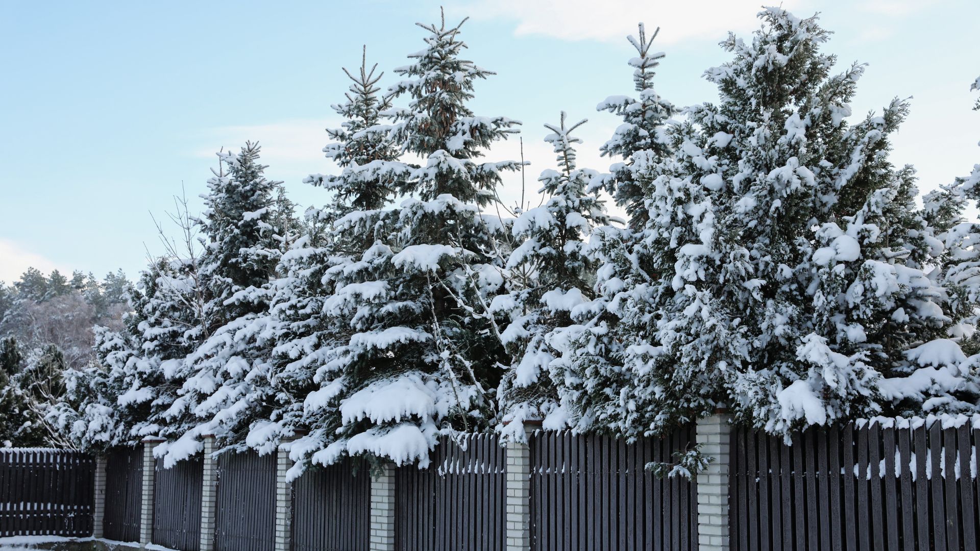 tree health inspection in Colorado Springs