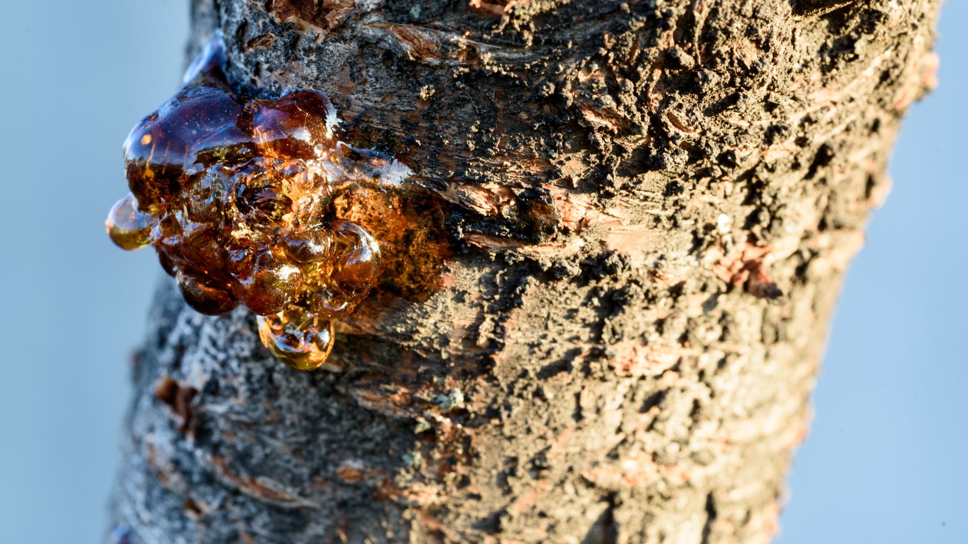  tree health inspection in Colorado Springs