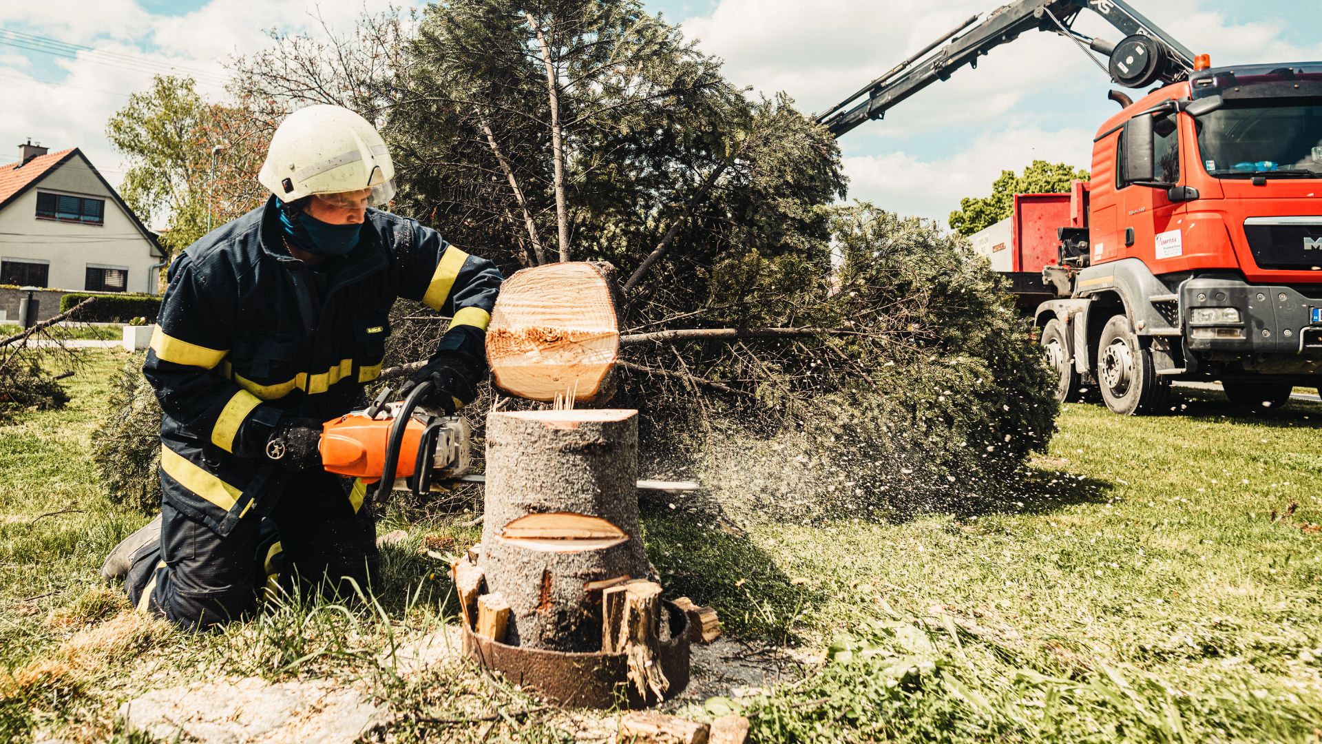  tree health inspection in Colorado Springs