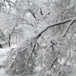 winter tree damage