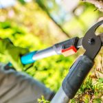 spring tree inspections in Colorado Springs