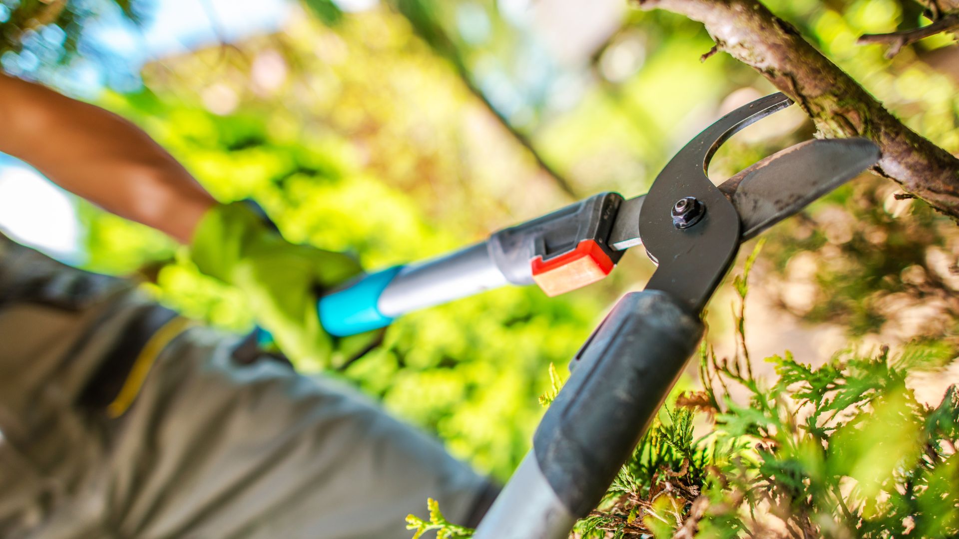 spring tree inspections in Colorado Springs