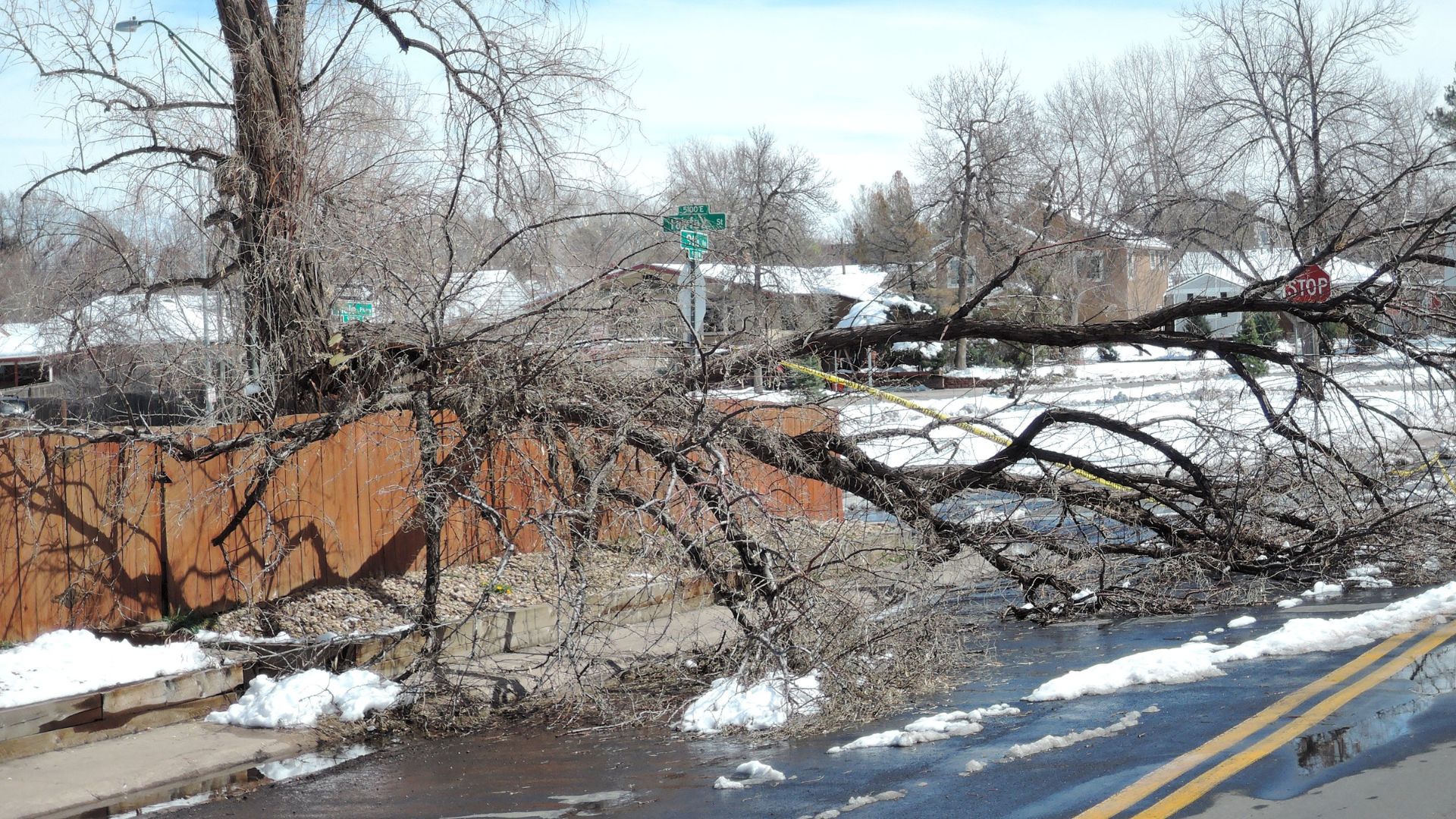 spring tree inspections in Colorado Springs