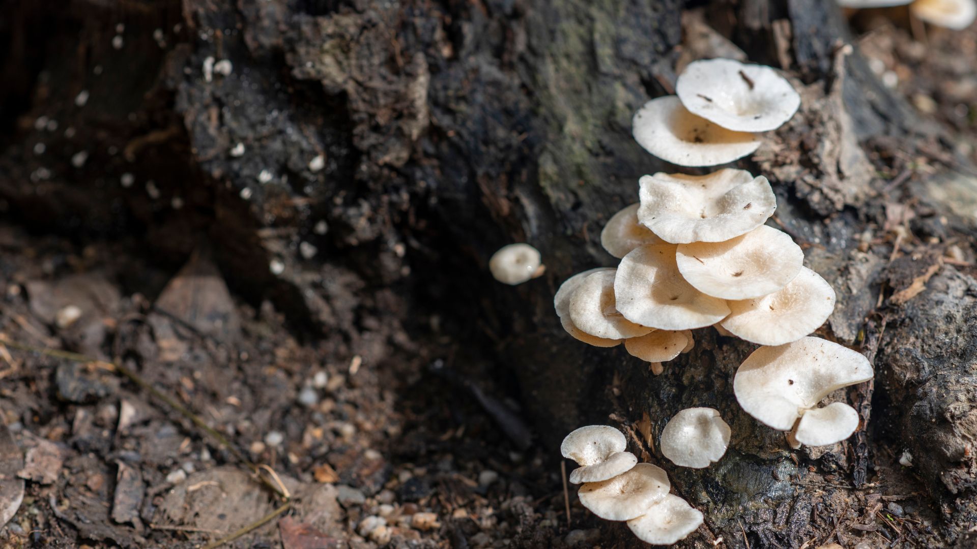 spring tree inspections in Colorado Springs