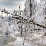 ice storm tree protection