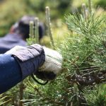 stressed pine trees
