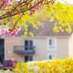 spring tree trimming