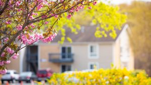 spring tree trimming