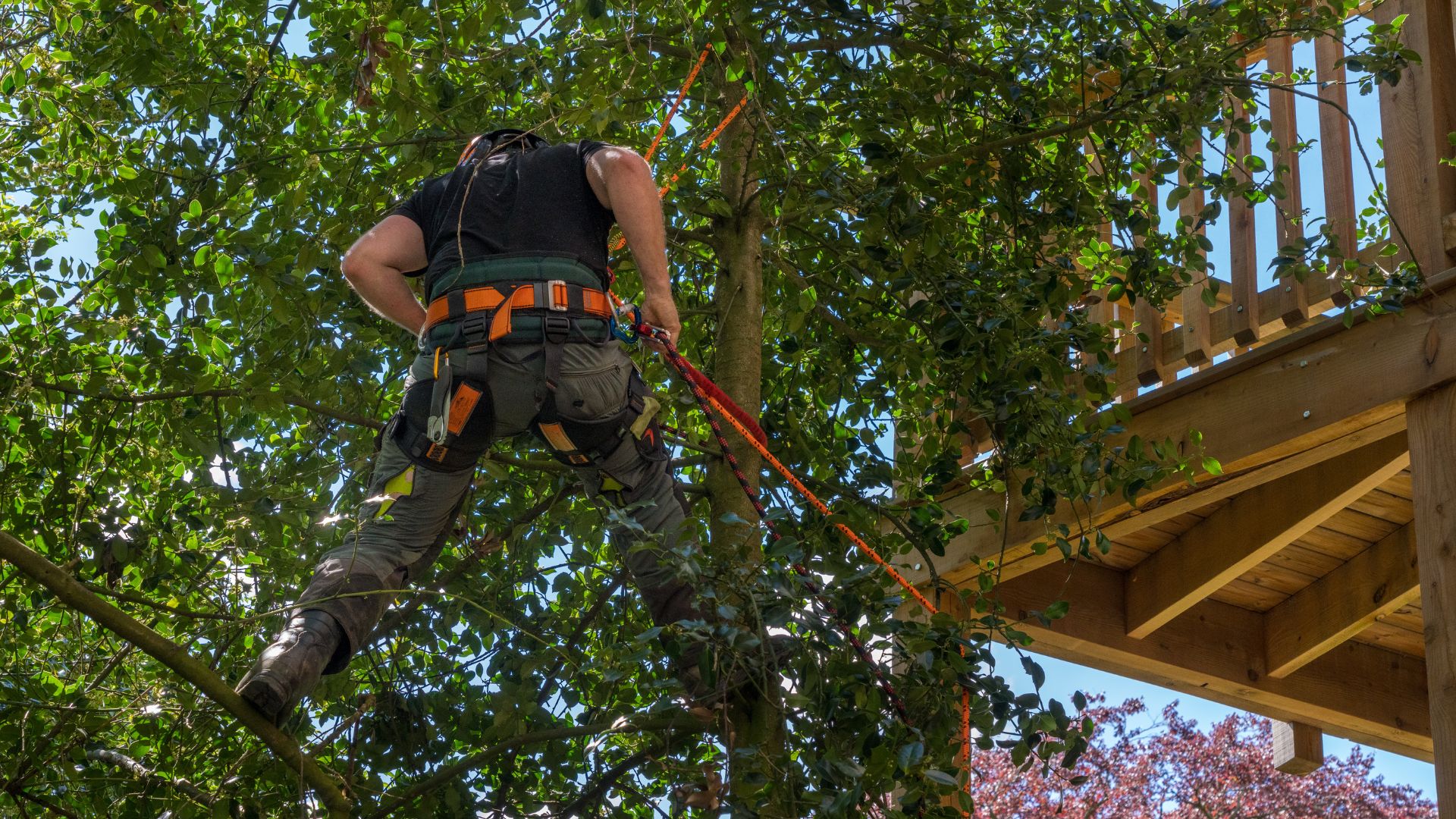 spring tree trimming