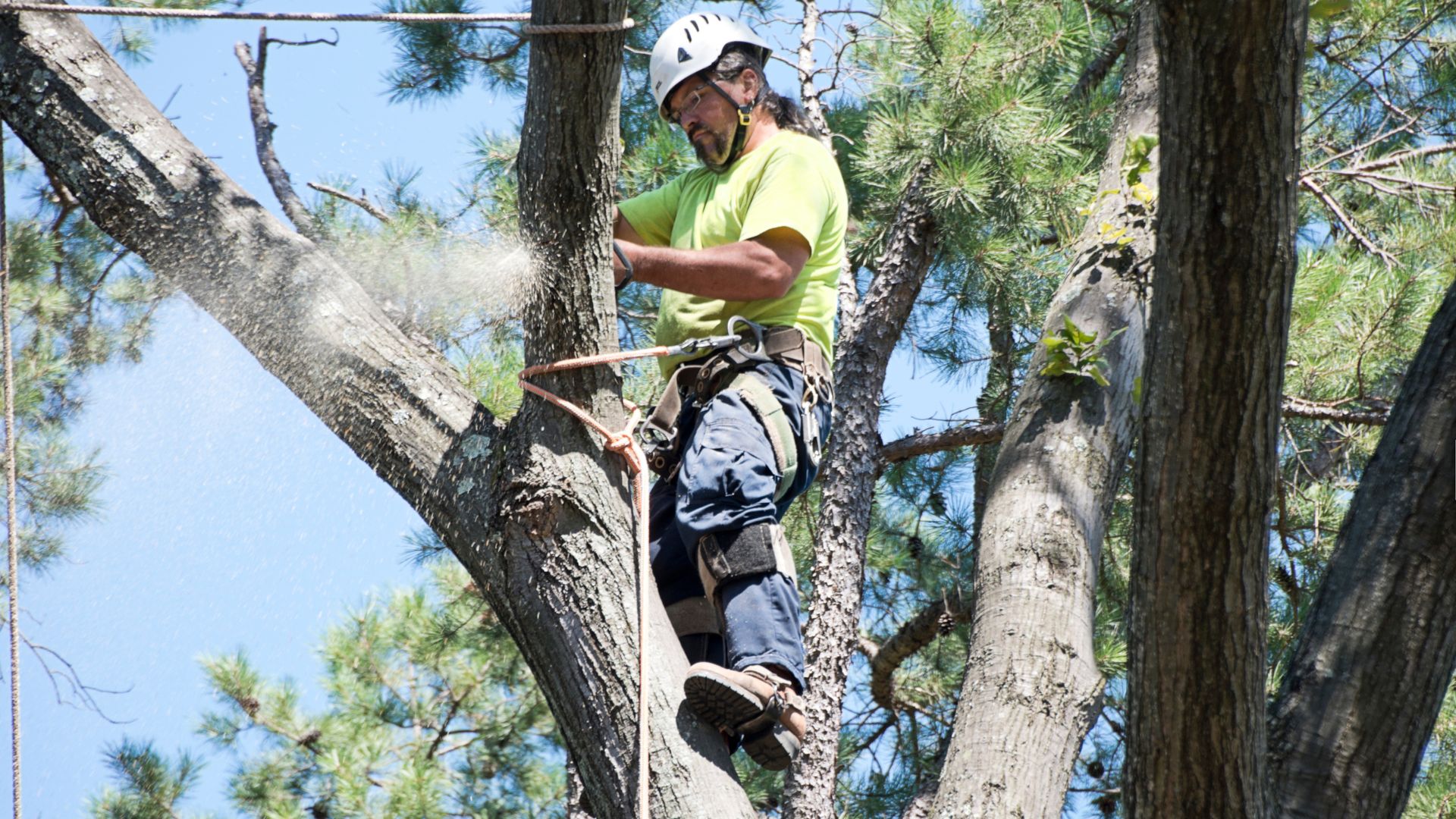 spring tree trimming